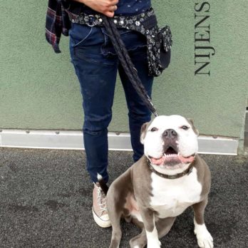 NijensHANNOVER für Hundefreunde